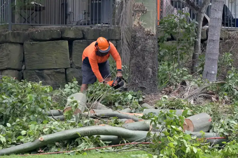 Experienced Tree Removal Indian Head, MD