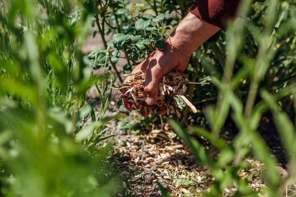 Mulching