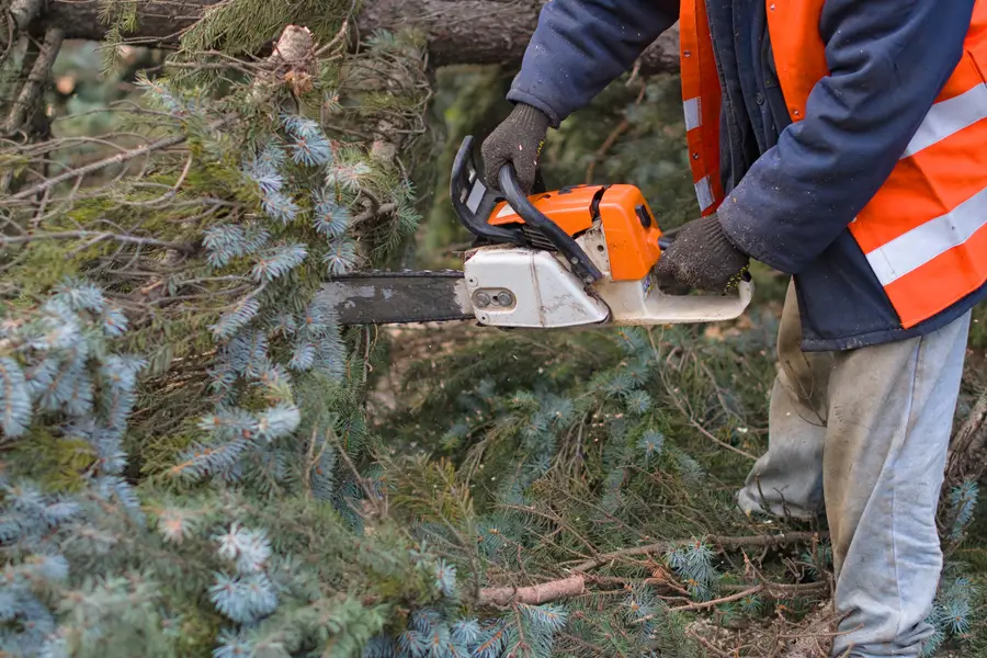 Professional Tree Removal Indian Head, MD