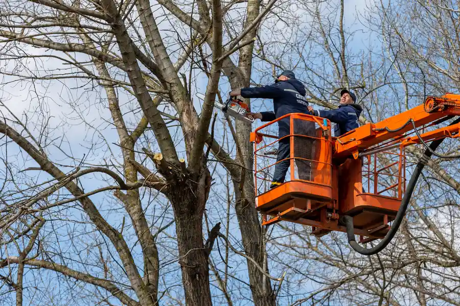 Reputable Tree Removal Indian Head, MD