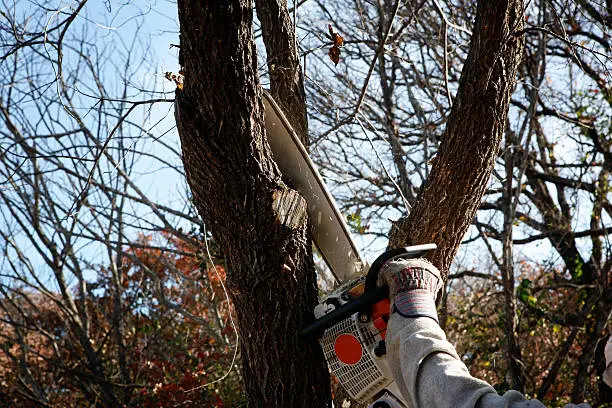 Tree Removal